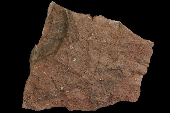 Wide, Eocrinoid (Ascocystites) Plate - Ordovician #118226